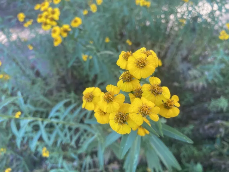 Tagetes lucida outlet